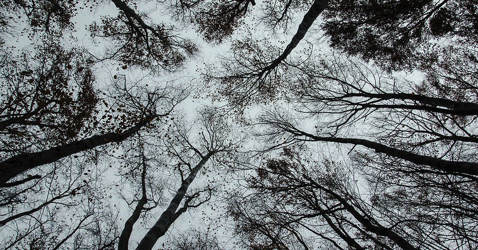 Tall trees with sparse leaves and tangled branches frame a pale gray sky, viewed from below.